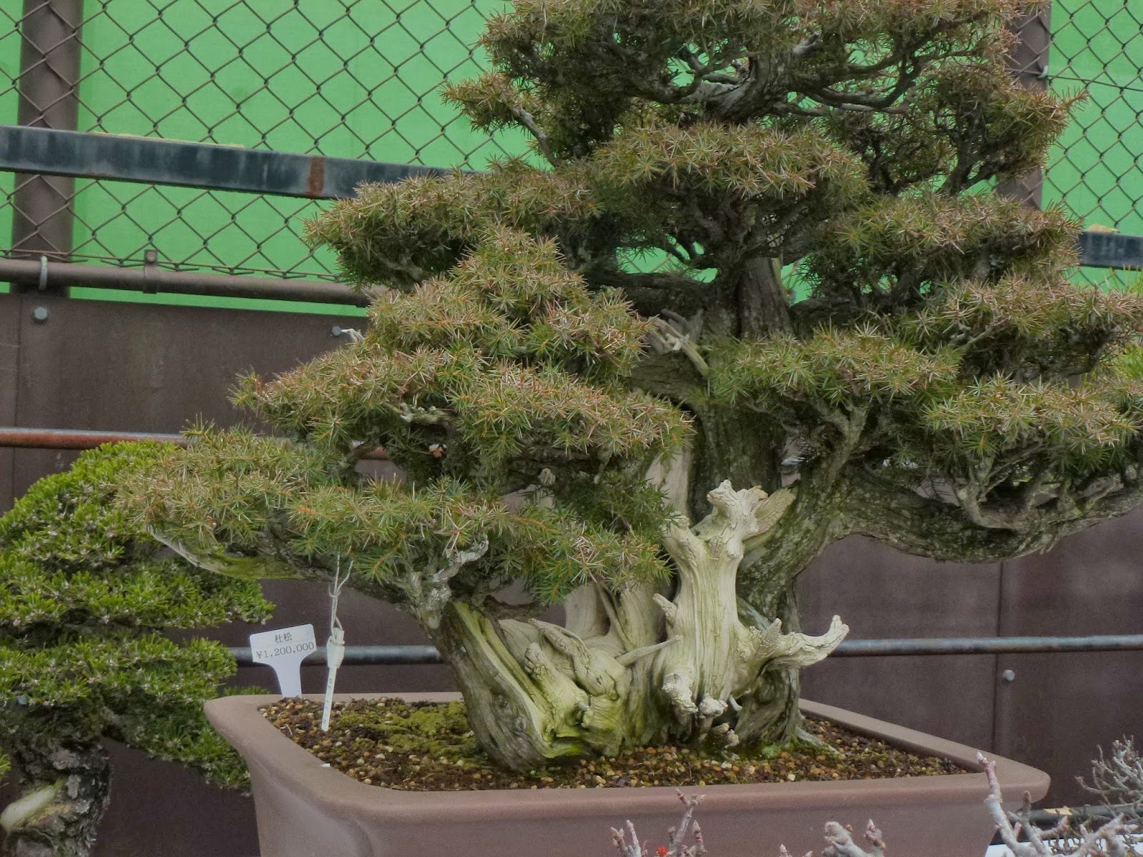 El Tim Bonsai El MomenTIM del Café