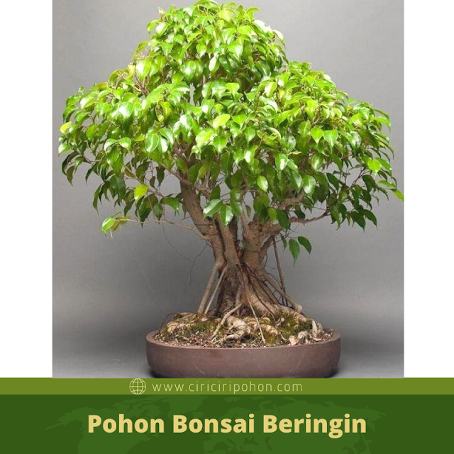 Ciri Ciri Pohon Bonsai Beringin