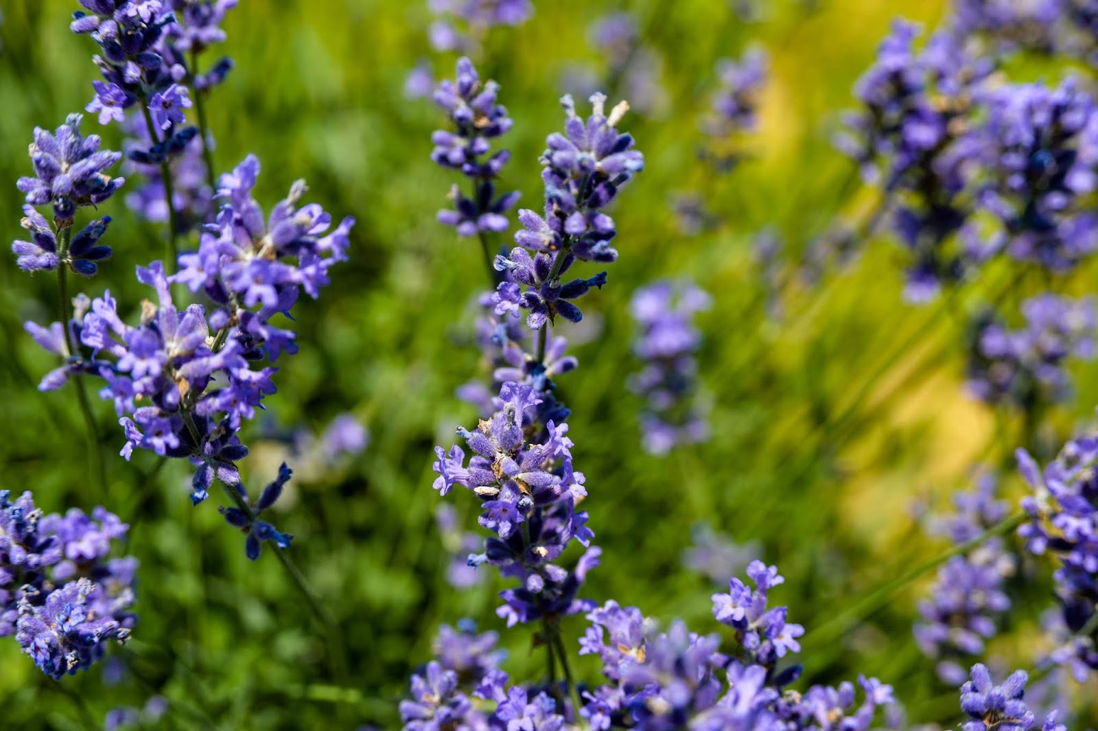Visual Ohio Martinsville Lavender Festival