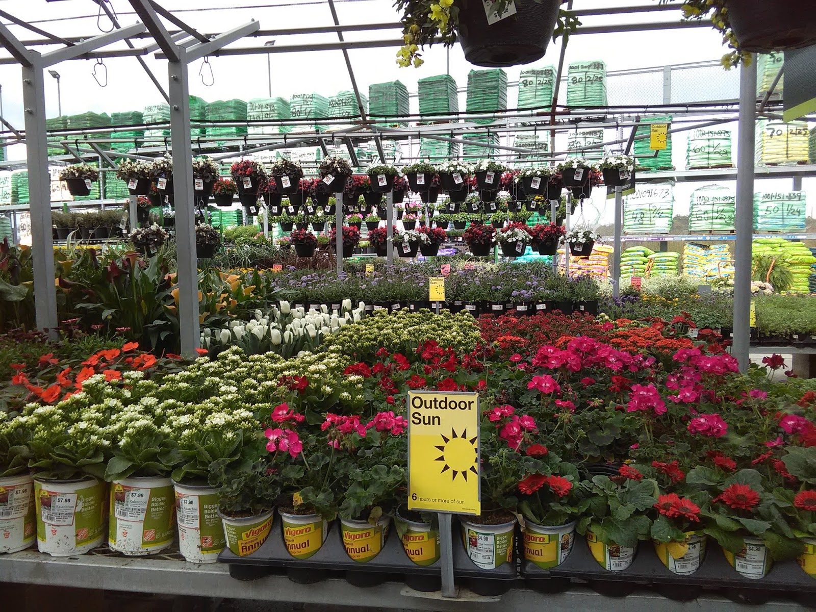 Terlingua Dreams Home Depot, Beautiful flowers, Avocado tree