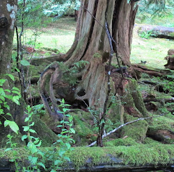 fairy holes guide become reseve bloedel information there