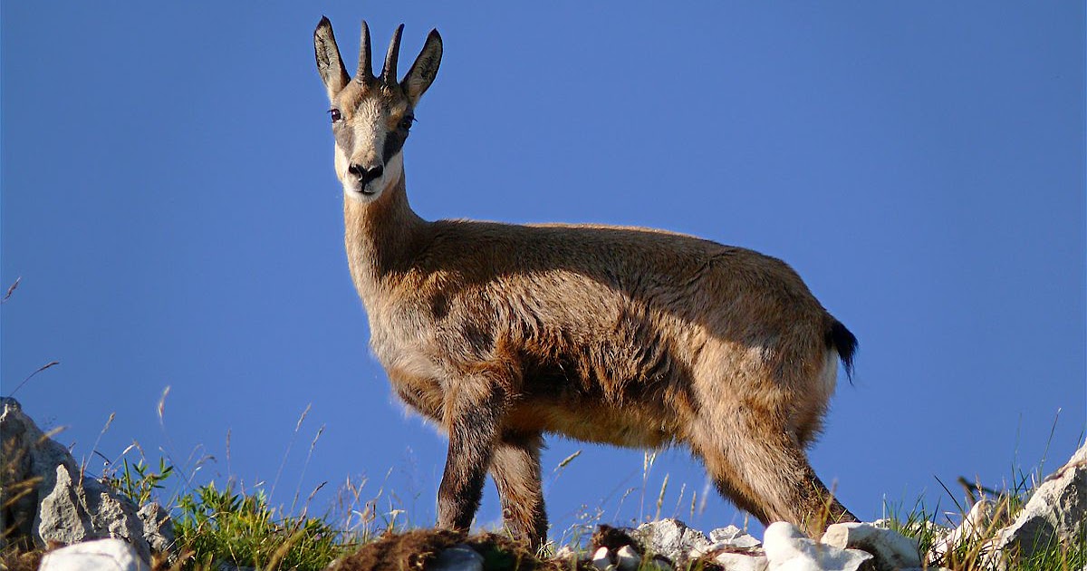 Chamois Animals | Facts Information & Pictures | All Wildlife Photographs