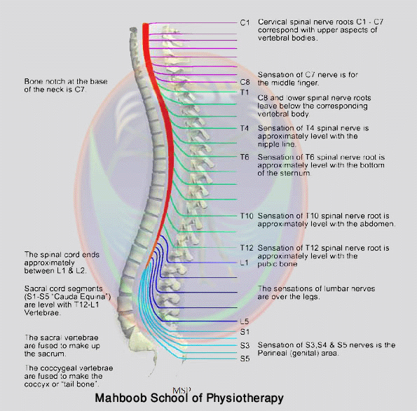 Anatomy of spinal cord ~ Anatomy for MSP