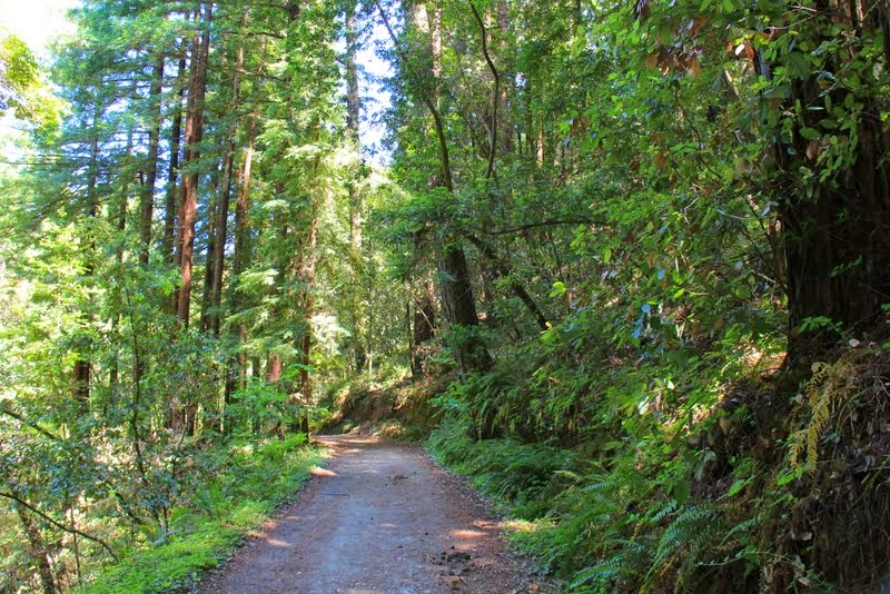 Eye On The View Phleger Estate Richards Road