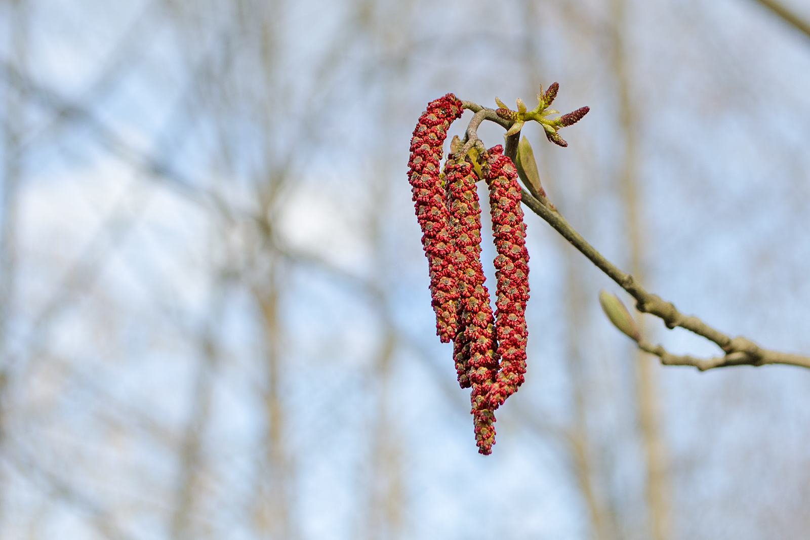 Wanderin' Weeta (With Waterfowl and Weeds) Red catkins