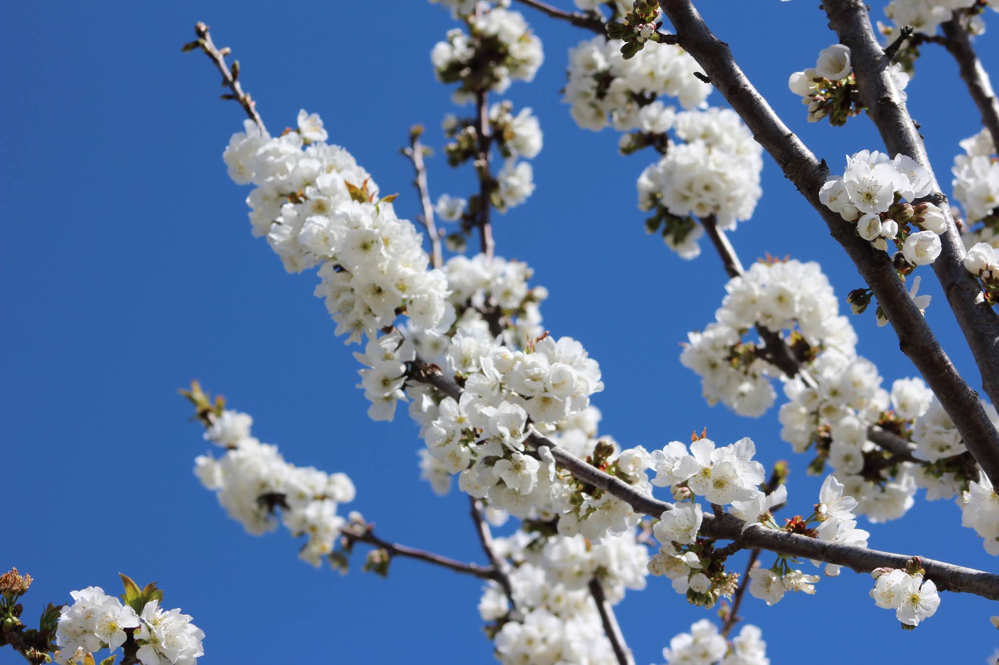 Perfumes y luces de Extremadura: Mi jardín paso a paso.