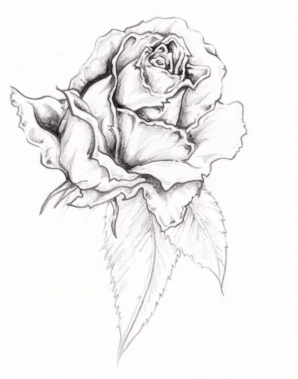 Download Wilted Rose Coloring Pages