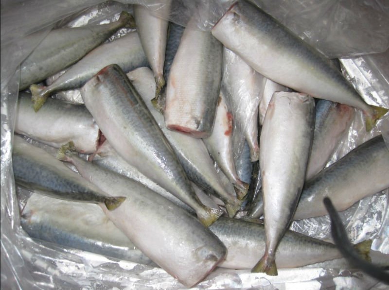 Frozen Horse Mackerel Hg (Headed and Gutted) Horse Mackerel Fish