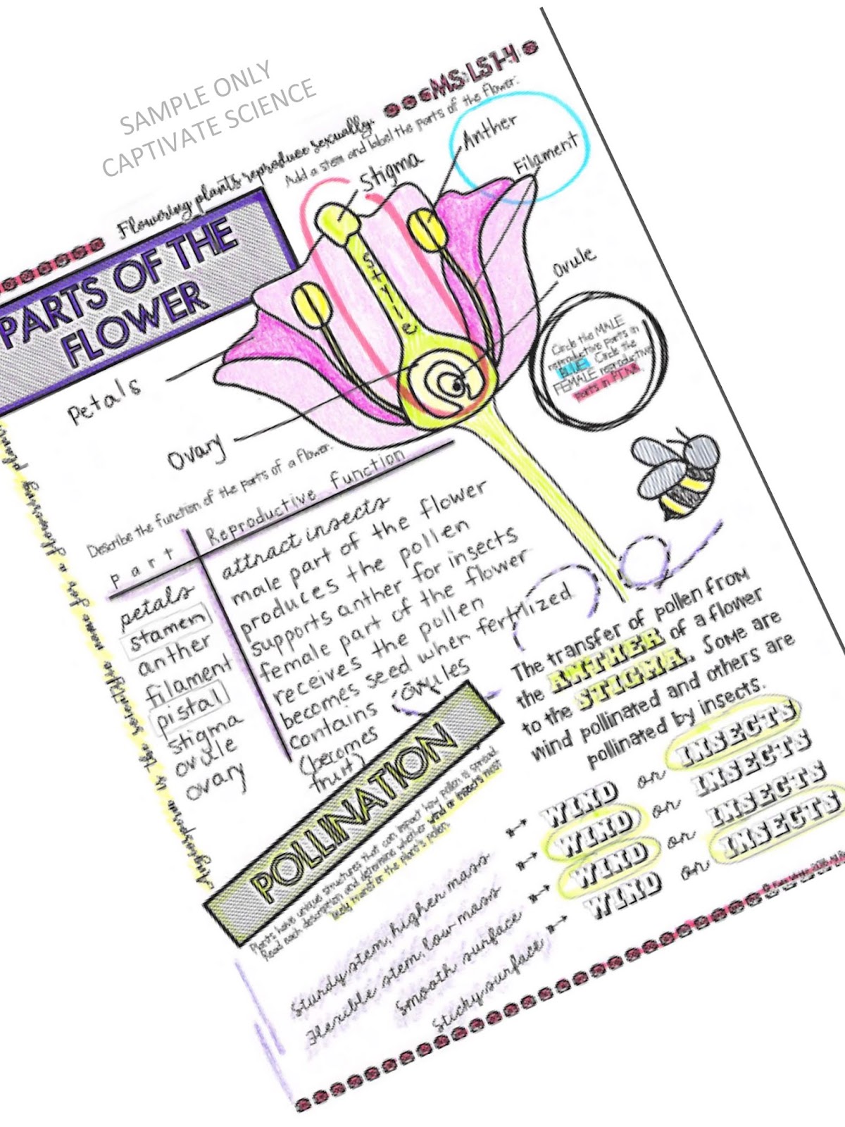 Differentiation Using Doodle Notes Captivate Science
