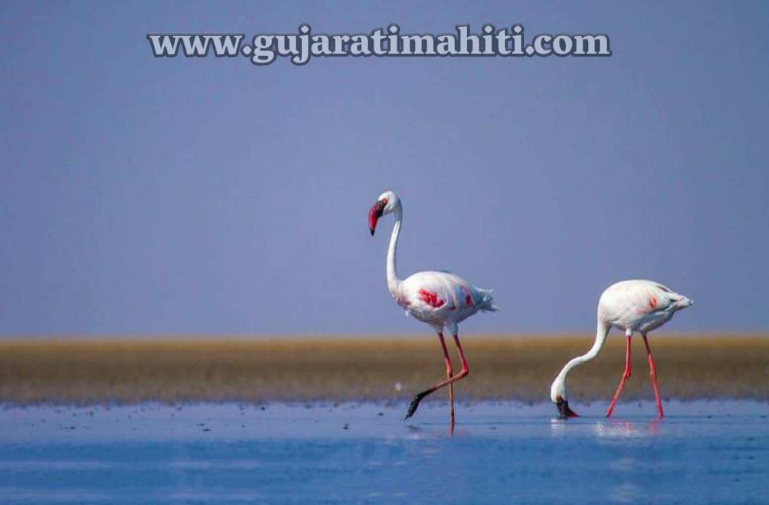 Narayan-Sarovar-Sanctuary-wildlife-Kutch-gujarat