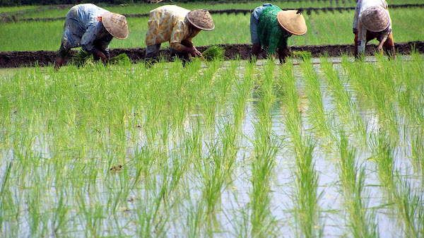 Penyuluh Pertanian Ditarik Ke Pusat, Ini Alasan dan Dampaknya bagi Petani