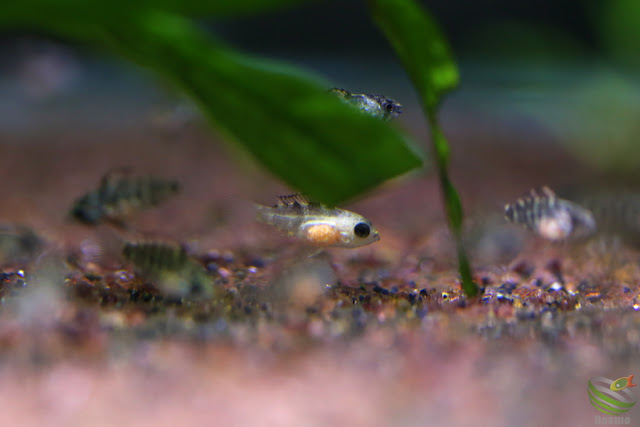 Apistogramma ortegai(pebas) F1