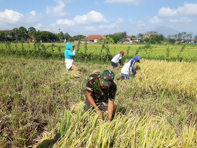 Keterlibatan Babinsa Dalam Upaya Khusus Pertanian Polanharjo