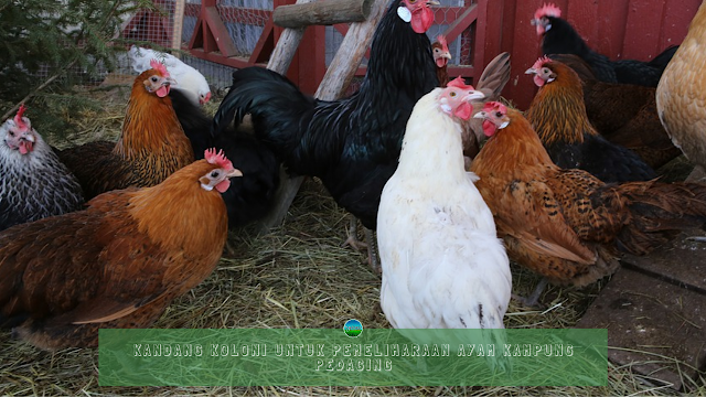 Kandang Koloni Untuk Pemeliharaan Ayam Kampung Pedaging