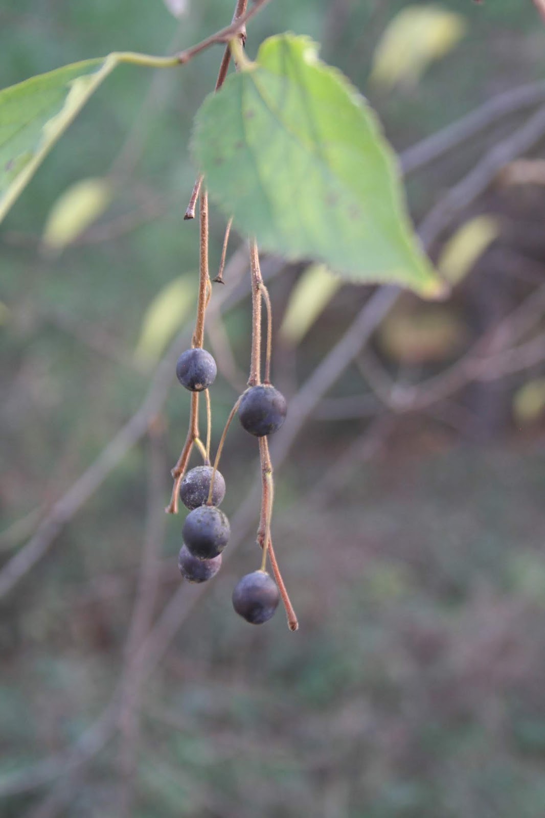 Can You Eat Silverthorn Berries And Do They Taste Good The