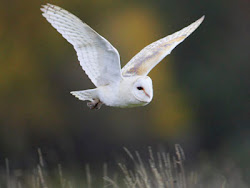 barn owl owls flying night snowy flight wisdom wings grassland cool project amazing looking spread ve ring specially loved always