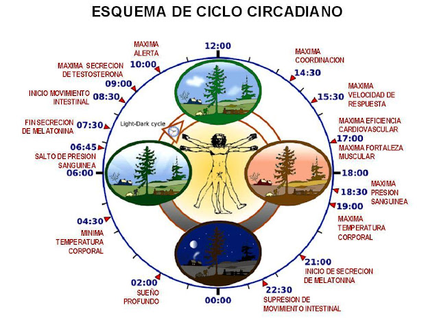[Image: ciclo%2Bcircadiano.jpg]