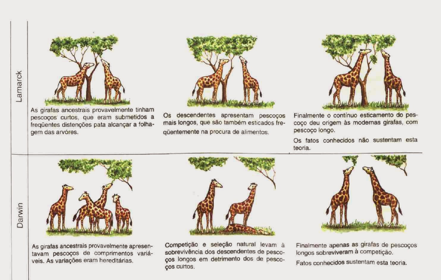 Darwinismo X Lamarckismo: Teorias de evolução