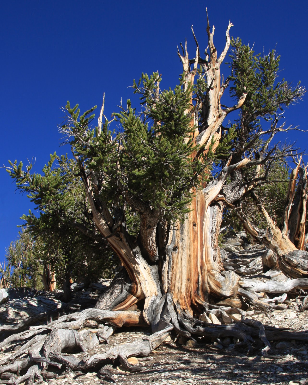 Pinus Longaeva Um Dos Seres Mais Longevos Existentes pinus-longaeva-um-dos-seres-mais-longevos-existentes