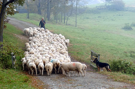 sheep herding near me online -