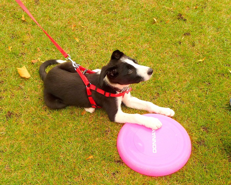 Mollie In Bakewell: Mollie The Border Collie Diaries 