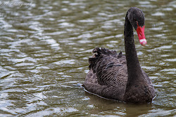 swan bird wednesday linking
