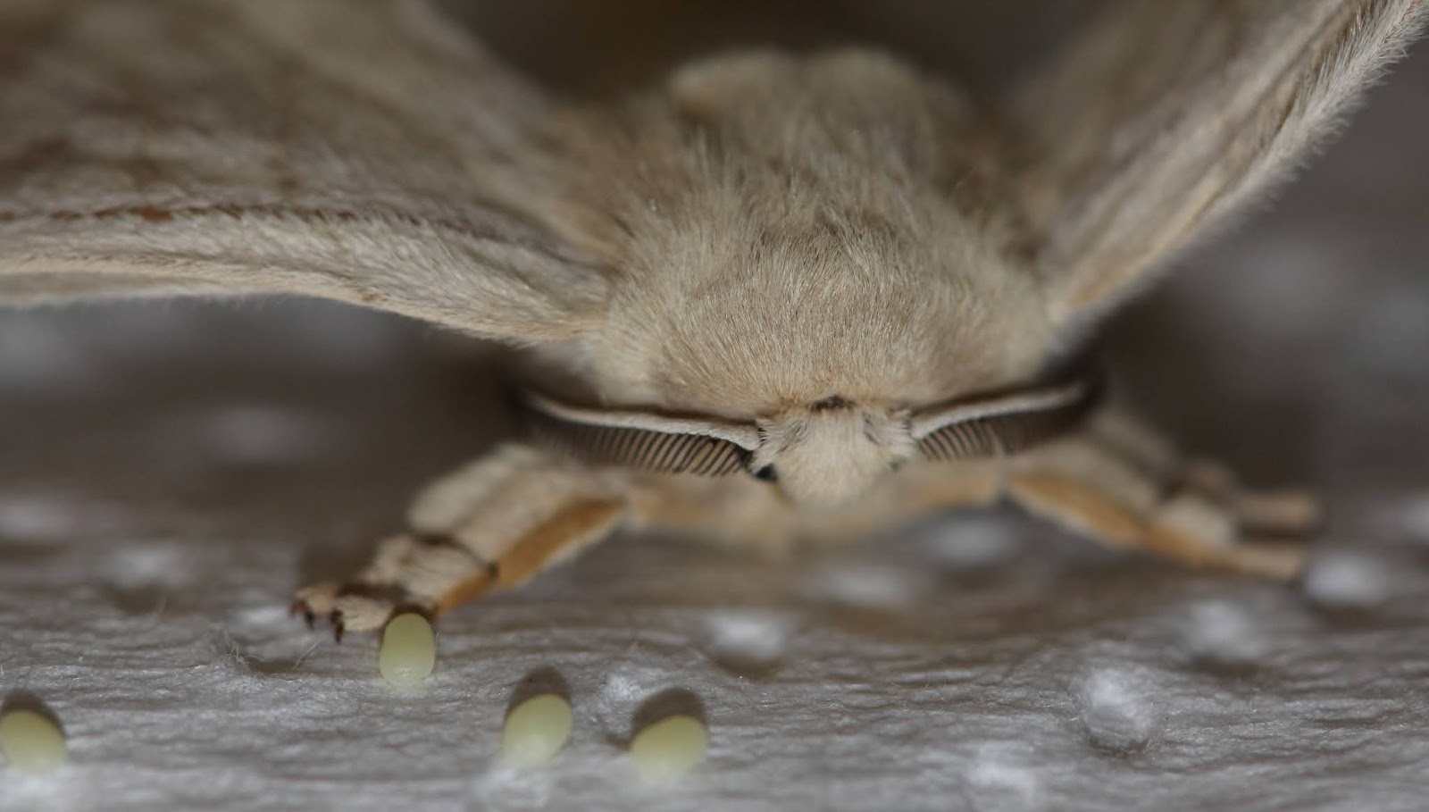 Amazing Silkworms Laying eggs
