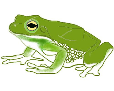 frog-drawing