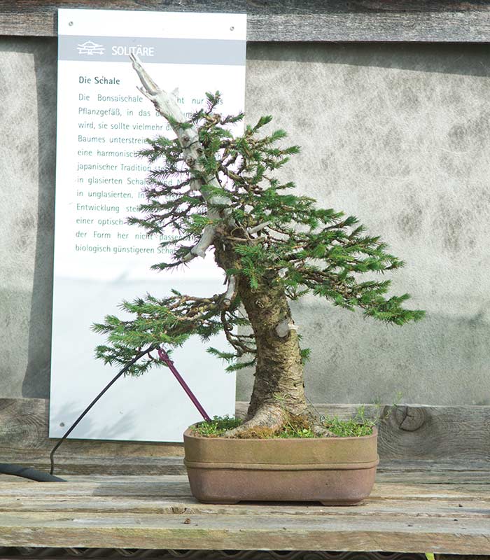 Walter Pall Bonsai Adventures visiting Werner Busch and the Bonsaimuseum in Dusseldorf, Germany.