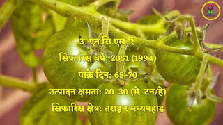 Varieties of Tomato in Nepal | Lok sewa Aayog 2020