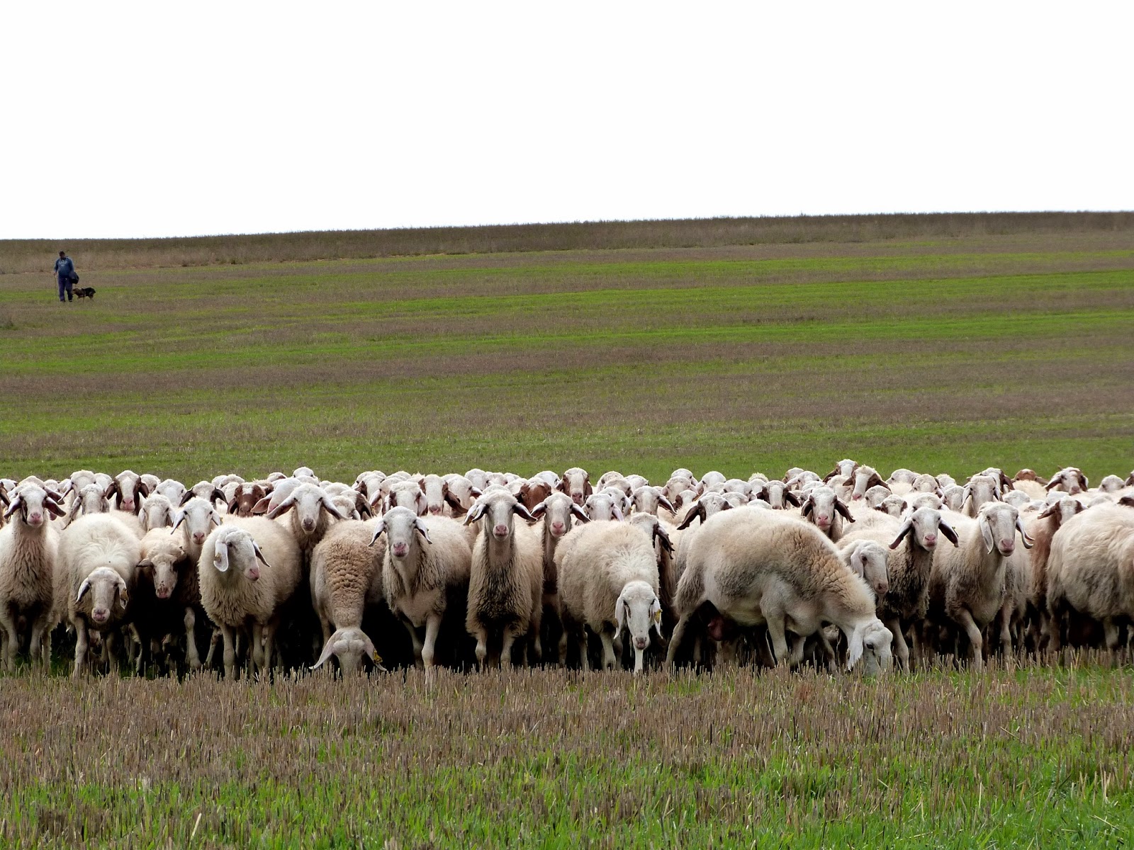 Dehesa de los Alcotanes: Un rebaño en tierra de Castilla