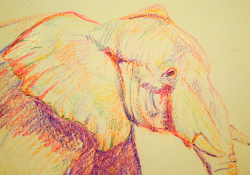 elephant crayon drawing draw easy things something