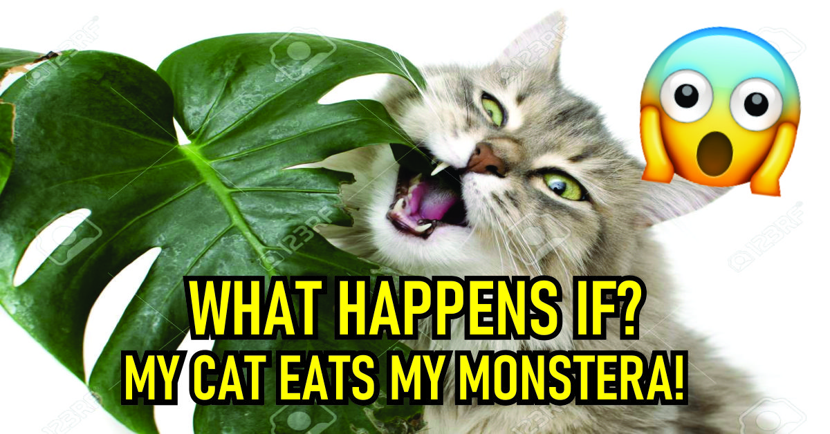 What Happens If My Cat Eats My Monstera? Should I Be Worried? Sopa