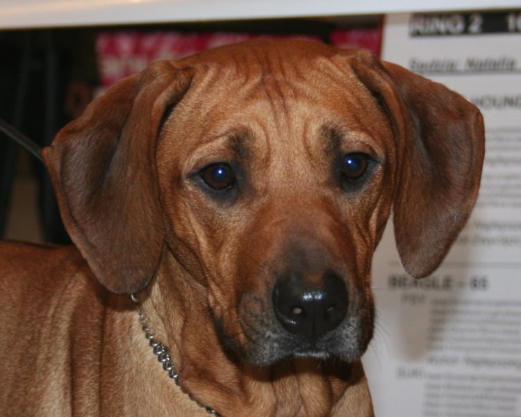 Puppy World Rhodesian Ridgeback Puppy Pictures