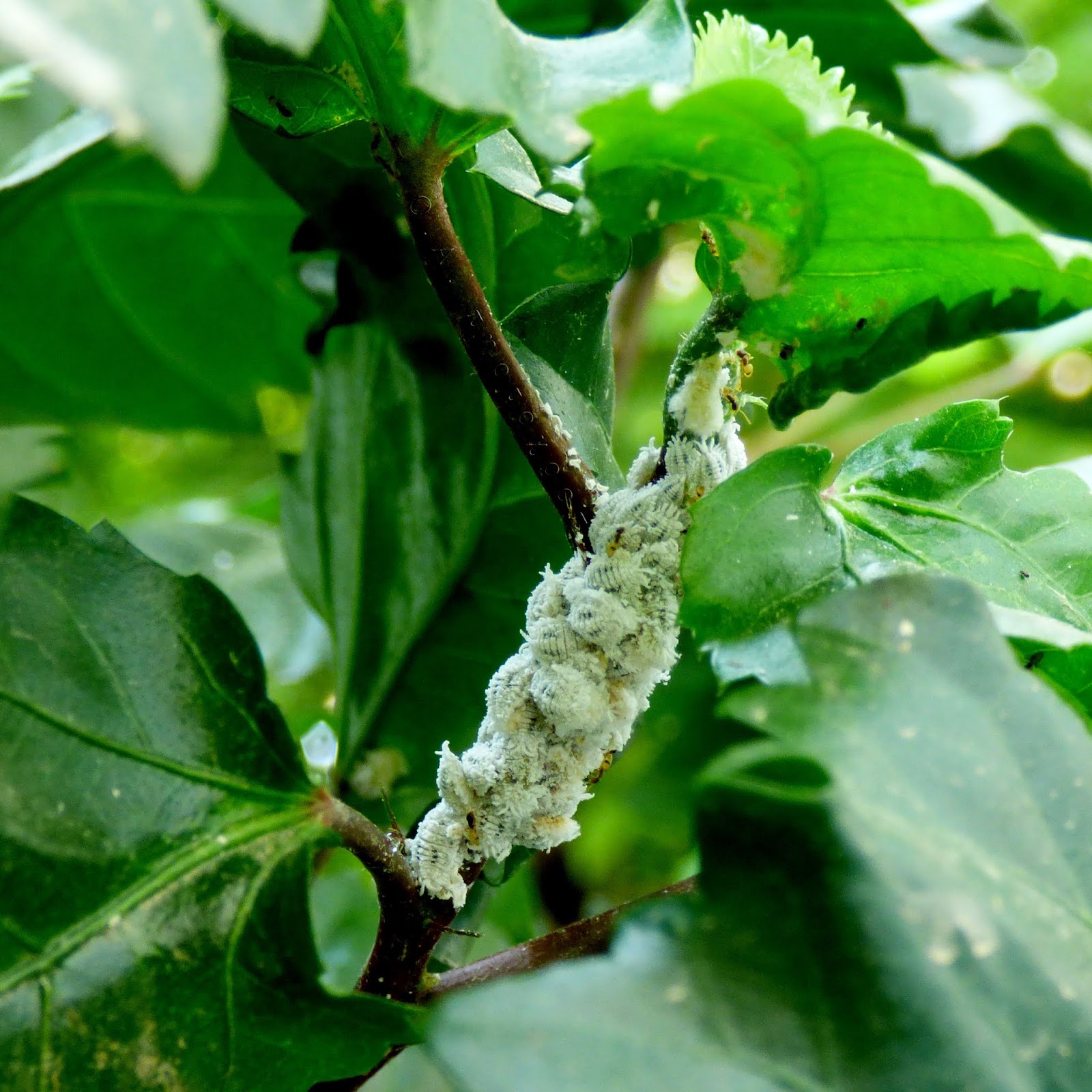 insect pests causing plant diseases Plant diseases identification