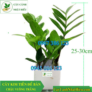 Cây kim tiền để bàn chậu vuông đẹp phong thủy 