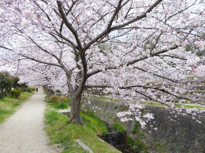 交野市星田・傍示川沿いの桜