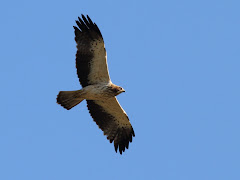 Booted Eagle in Madrid