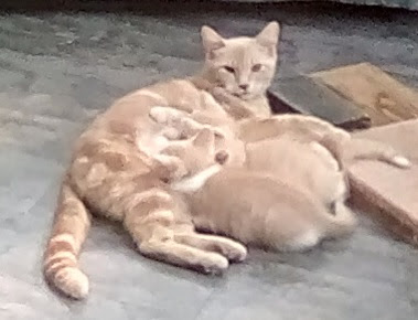 Princess Peach buff cat nursing kittens