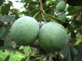 http://1.bp.blogspot.com/-DQukFphTELo/T0H9Tp1ItzI/AAAAAAAAA7Y/_DhJDGHnm4U/s1600/feijoa5-4156.jpeg