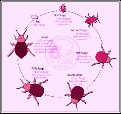 دورة حياة حشرة بق الفراش life cycle