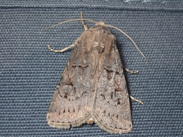 Agrotis bigramma Agrotis bigramma