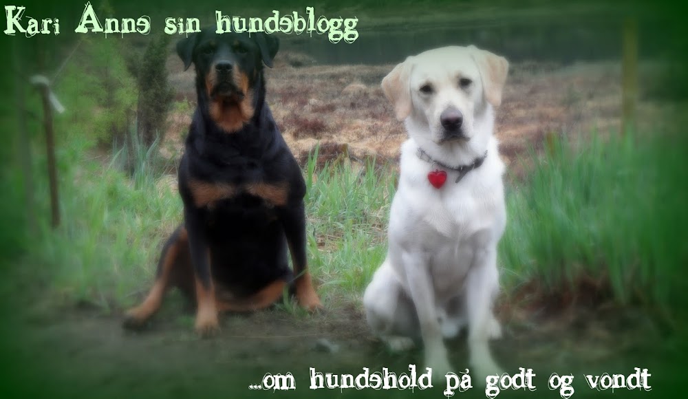 Kari Anne sin hundeblogg