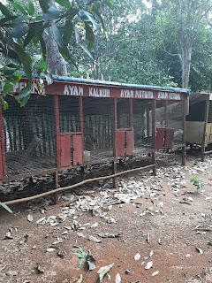 kandang kosong kandang kosong