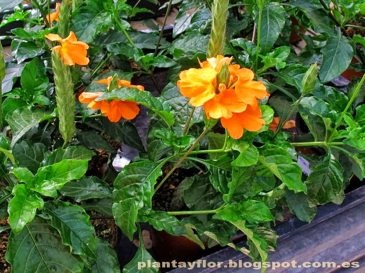 Plantas y flores Crossandra infundibuliformis Plantas y flores Crossandra infundibuliformis