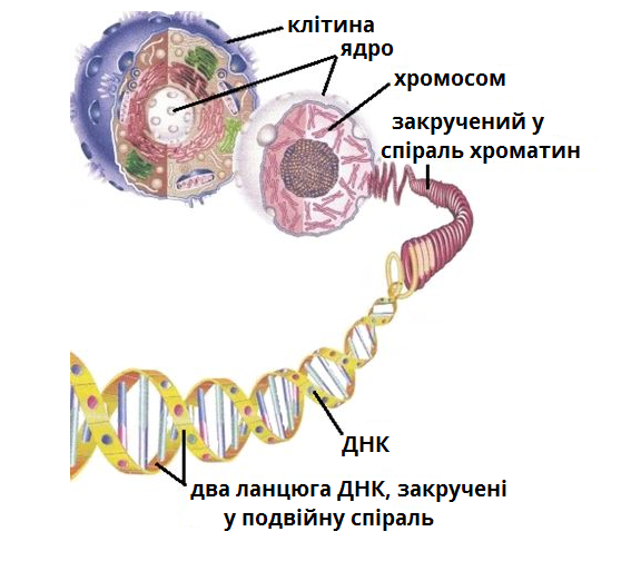 Наследственная информация растительной клетки. Строение хромосомы эукариотической клетки. Клетка ядро хромосома ДНК ген. Строение ядрышка на хромосоме. Строение ДНК И хромосом.