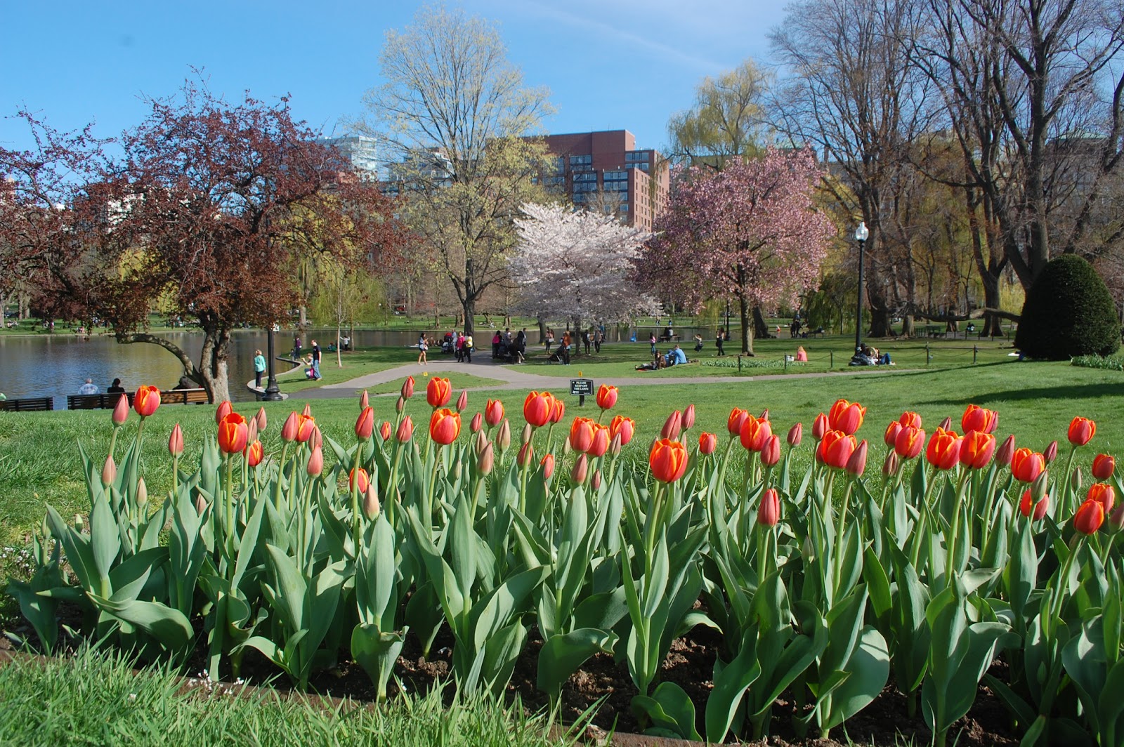 Sprouts Spring Flowers at Boston Common