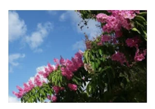 Mengenal tanaman bungur bunga sakura dari indonesia