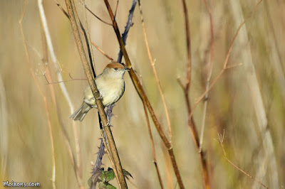 Tallarol de casquet (Sylvia atricapilla)