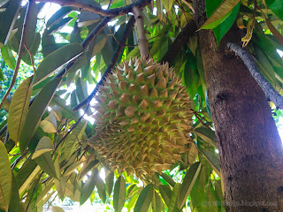 Fresh Durian Fruit On Its Tree In The Garden